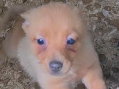 2 Pomeranian Cross puppies in Mayo