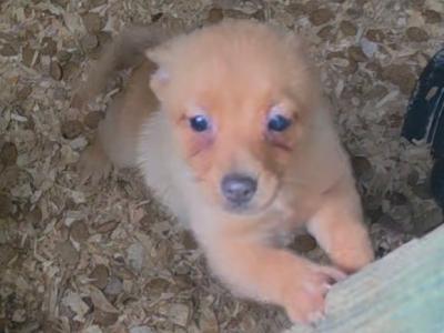 2 Pomeranian X puppies in Mayo