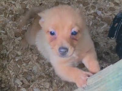 2 Pomeranian X puppies in Mayo
