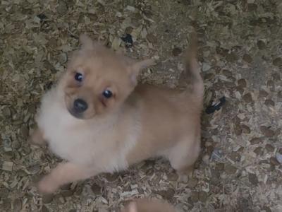 2 Pomeranian Cross puppies in Mayo