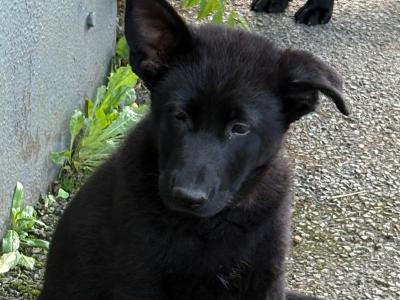 Beautiful Straight Back German Shepherd puppies in Wexford