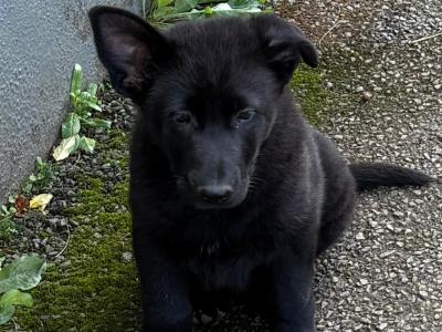 Beautiful Straight Back German Shepherd puppies in Wexford