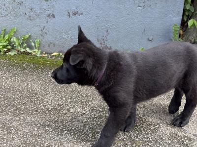 Beautiful Straight Back German Shepherd puppies in Wexford