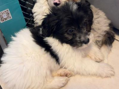 Bichon Frise x Pooodle puppies in Limerick