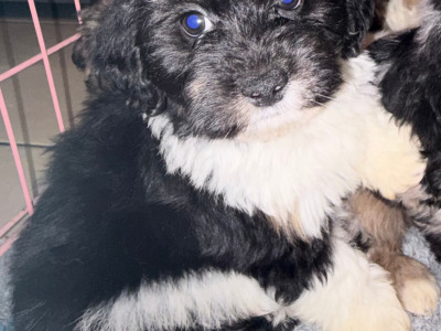 Poodle x Bichon Frise puppies (Poochon) in Limerick