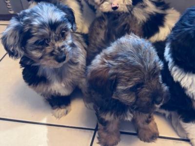 Bichon Frise x Pooodle puppies in Limerick