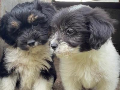 Bichon Frise x Poodle puppies in Limerick