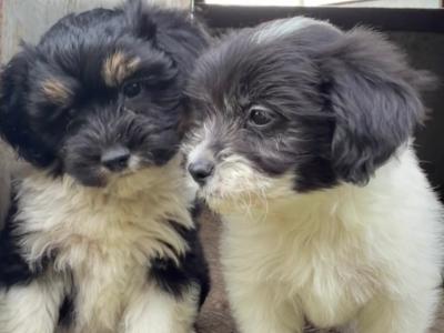 Poodle x Bichon Frise puppies (Poochon) in Limerick