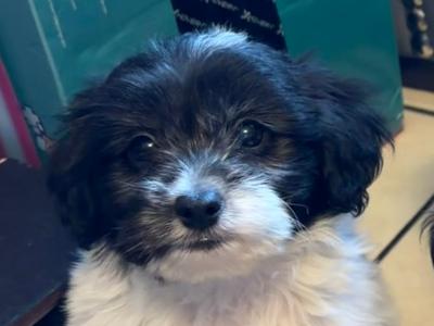 Bichon Frise x Pooodle puppies in Limerick