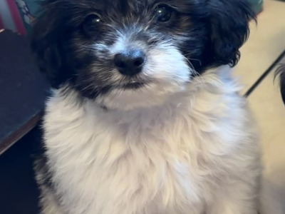 Poodle x Bichon Frise puppies (Poochon) in Limerick