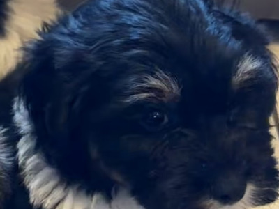 Poodle x Bichon Frise puppies (Poochon) in Limerick