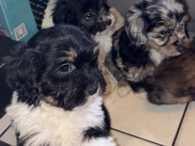 Bichon Frise x Pooodle puppies in Limerick