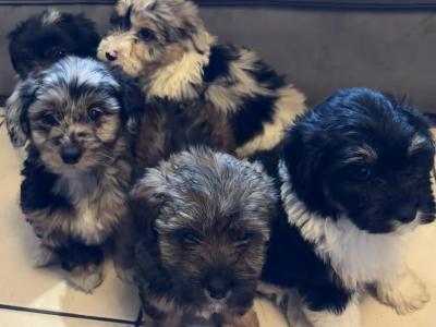 Bichon Frise x Pooodle puppies in Limerick