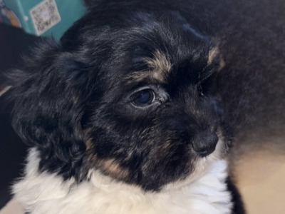 Poodle x Bichon Frise puppies (Poochon) in Limerick