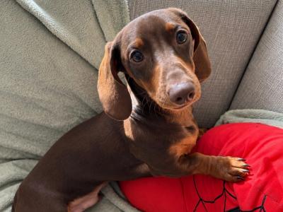 Chocolate Miniature male Dachshund puppy in Dublin
