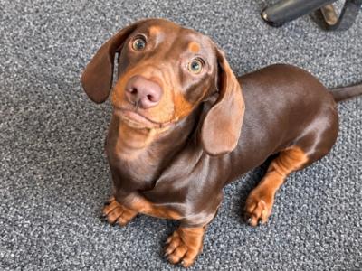 Chocolate Miniature male Dachshund puppy in Dublin