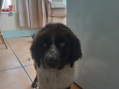 IKC Registered Newfoundland puppies in Longford