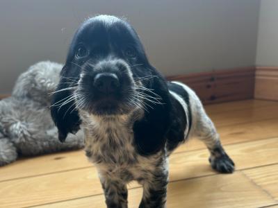 Blue Roan Cocker Spaniel puppies in Wexford