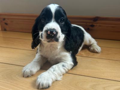 Blue Roan Cocker Spaniel puppies in Wexford