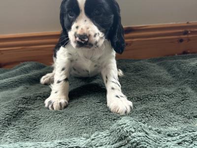 Blue Roan Cocker Spaniel puppies in Wexford