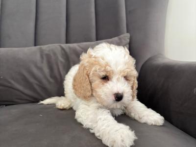 Poochon puppies (Poodle x Bichon Frise) in Laois are ready for new loving homes