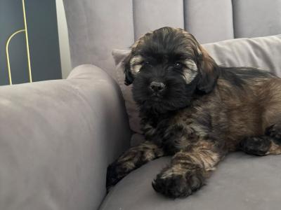 Poochon puppies (Poodle x Bichon Frise) in Laois are ready for new loving homes