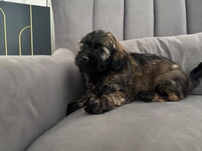 Poochon puppies (Poodle x Bichon Frise) in Laois are ready for new loving homes
