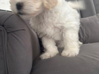 Poochon puppies (Poodle x Bichon Frise) in Laois are ready for new loving homes