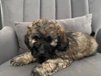 Poochon puppies (Poodle x Bichon Frise) in Laois are ready for new loving homes