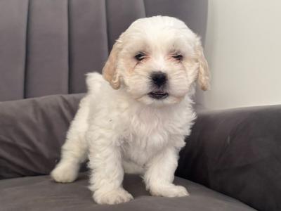 Poochon puppies (Poodle x Bichon Frise) in Laois are ready for new loving homes