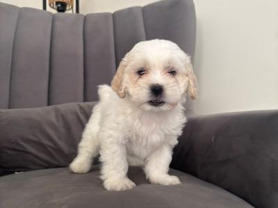 Poochon puppies (Poodle x Bichon Frise) in Laois are ready for new loving homes