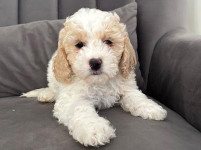 Poochon puppies (Poodle x Bichon Frise) in Laois are ready for new loving homes