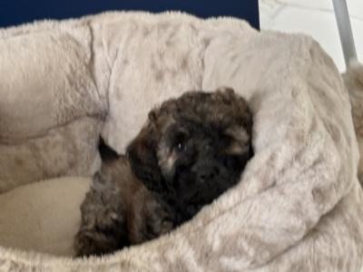 Poochon puppies (Poodle x Bichon Frise) in Laois are ready for new loving homes