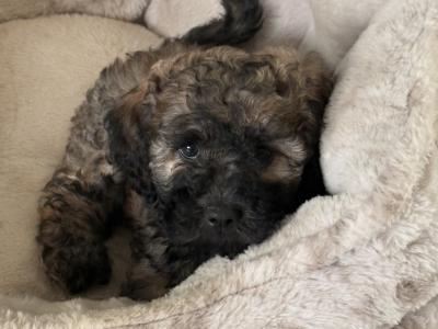 Poochon puppies (Poodle x Bichon Frise) in Laois are ready for new loving homes