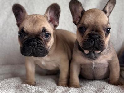 Beautiful 2 French bulldog females available .