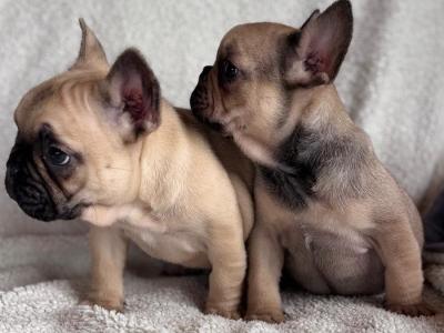 Beautiful 2 French bulldog females available .