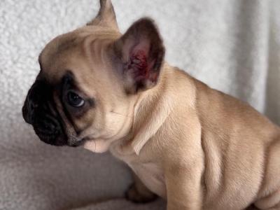 Beautiful 2 French bulldog females available .