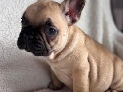 Beautiful 2 French bulldog females available .
