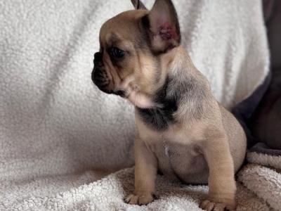 Beautiful 2 French bulldog females available .