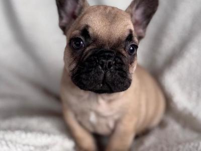 Beautiful 2 French bulldog females available .