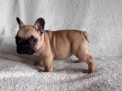 Beautiful 2 French bulldog females available .
