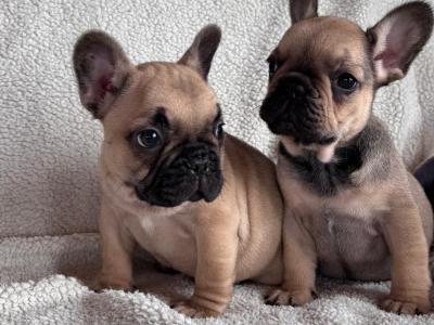 Beautiful 2 French bulldog females available .