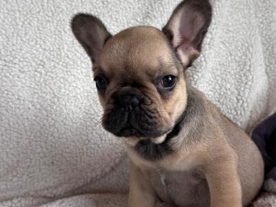 Beautiful 2 French bulldog females available .