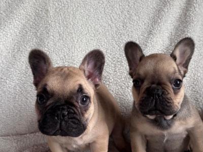 Beautiful 2 French bulldog females available .