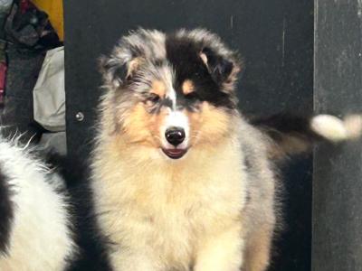 IKC Registered Rough Collie puppies in Limerick