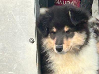 IKC Registered Rough Collie puppies in Limerick
