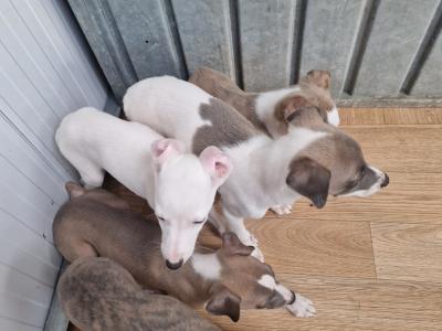 5 gorgeous Whippet puppies for sale in Wexford