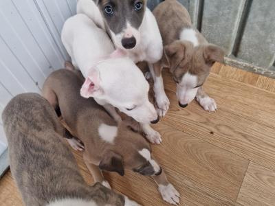 5 gorgeous Whippet puppies for sale in Wexford