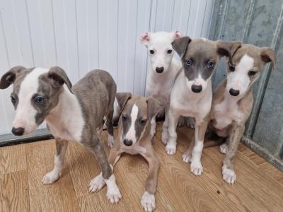 5 gorgeous Whippet puppies for sale in Wexford