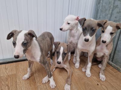 5 gorgeous Whippet puppies for sale in Wexford